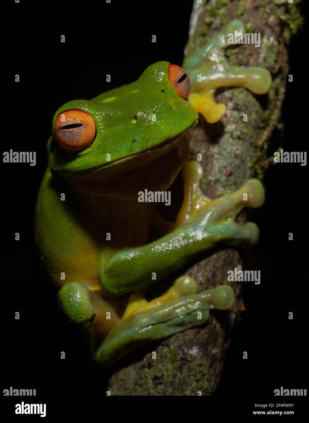 Red Eyed Tree Frog su una filiale, Natural Bridge, Queensland, Australia Foto Stock