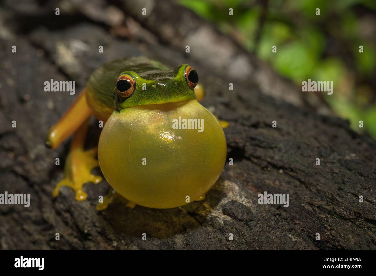 Graceful Tree Frog che chiama su un registro a Karawatha, Brisbane, Australia Foto Stock