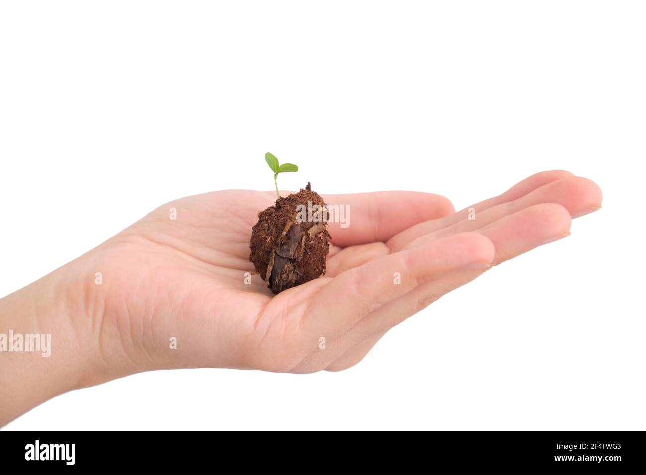 Germoglio verde che cresce dal suolo in mano umana, isolato su sfondo bianco Foto Stock