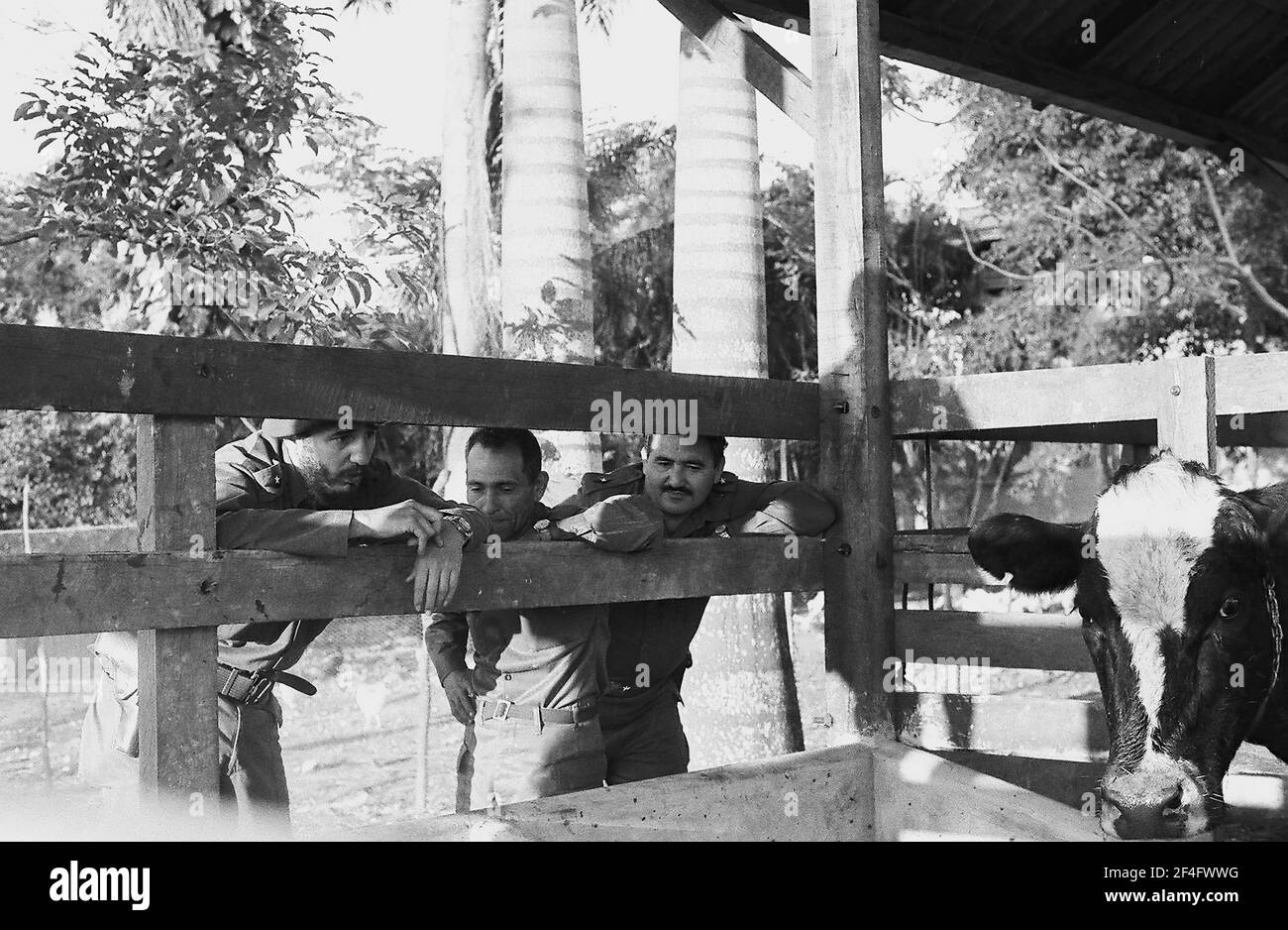 Fidel Castro mostra Comandante Armando Acosta le sue mucche, l'Avana (Cuba: Provincia), l'Avana (Cuba), Cuba, 1963. Dalla collezione di fotografie Deena Stryker. () Foto Stock