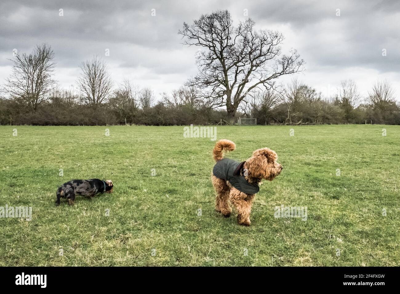 Mini Poodle e il giovane cucciolo di Dachshund visto giocare insieme in un grande spazio aperto. Foto Stock