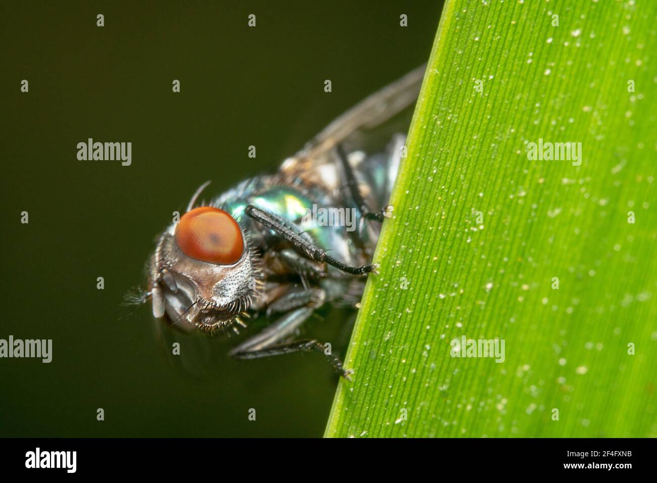 Fly verde lucido con occhi rossi che sbirciano fuori Foto Stock