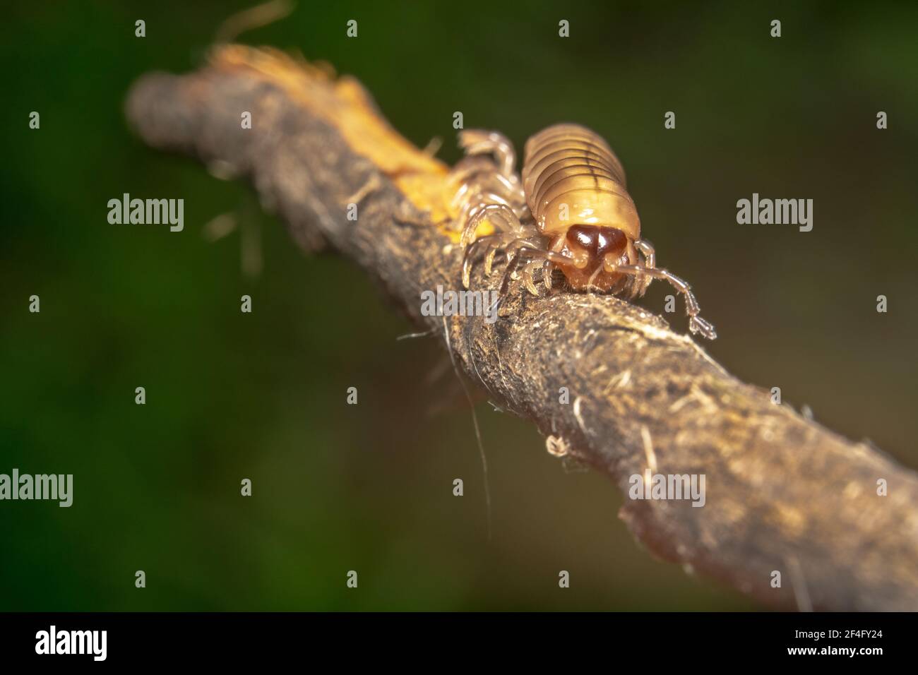 Millipedo giallo con gambe lunghe strisciate su un bastone Foto Stock