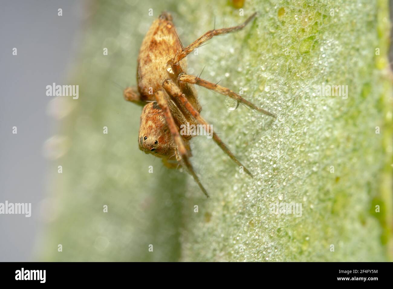 Ragno marrone minuscolo con macchie arancioni seduti su un gelido foglia verde Foto Stock