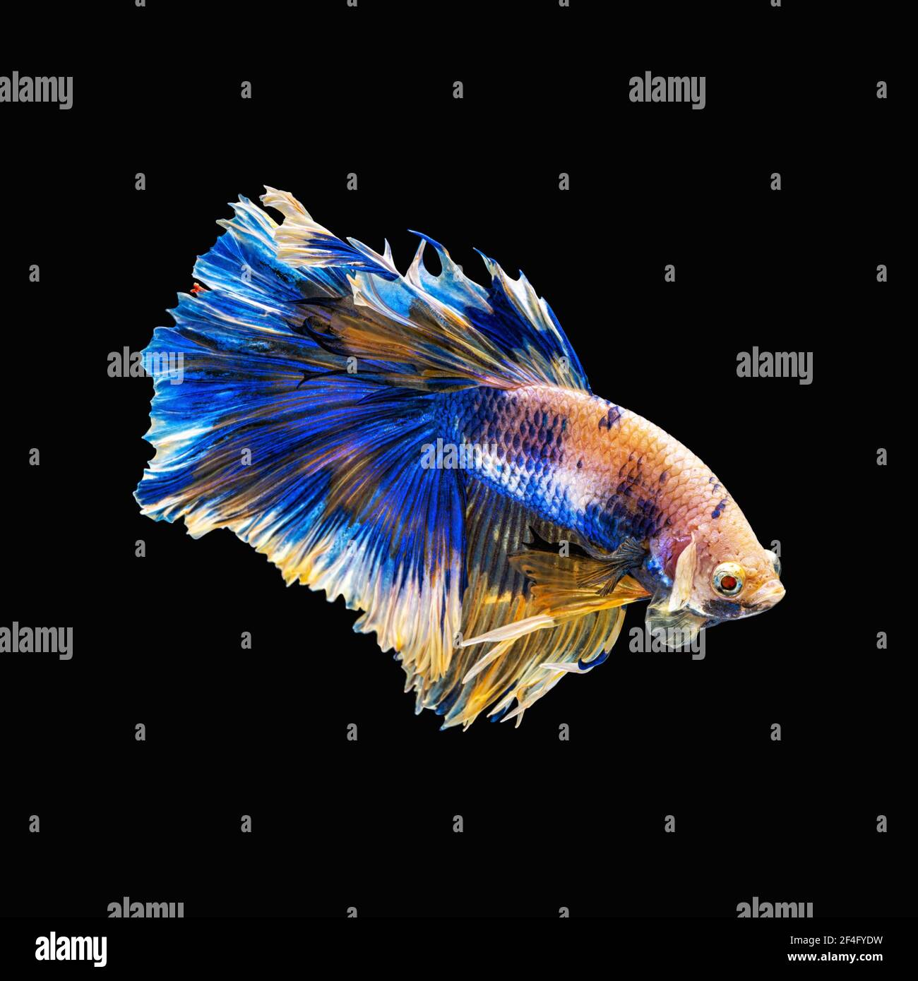 Movimento bello di pesci betta siamese colorati o mezza luna betta splendens combattente pesci in thailandia su sfondo nero. Animale subacqueo Foto Stock