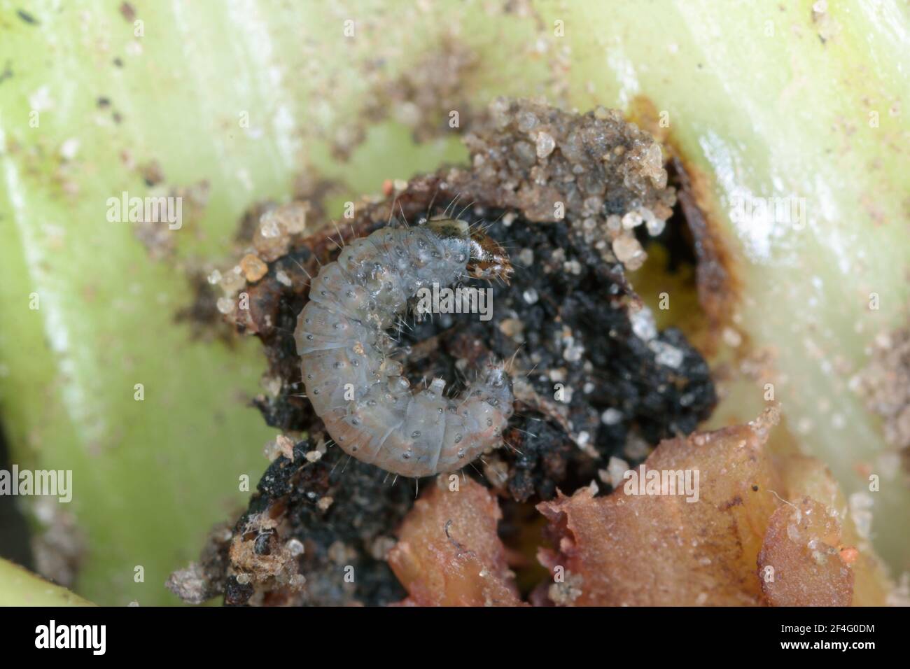 Il bruco della falena di barbabietola Scrobipalpa ocellatella, è una falena della famiglia dei Gelichiidae. Si tratta di un'importante specie di barbabietola da zucchero e di altre colture. Poll Foto Stock