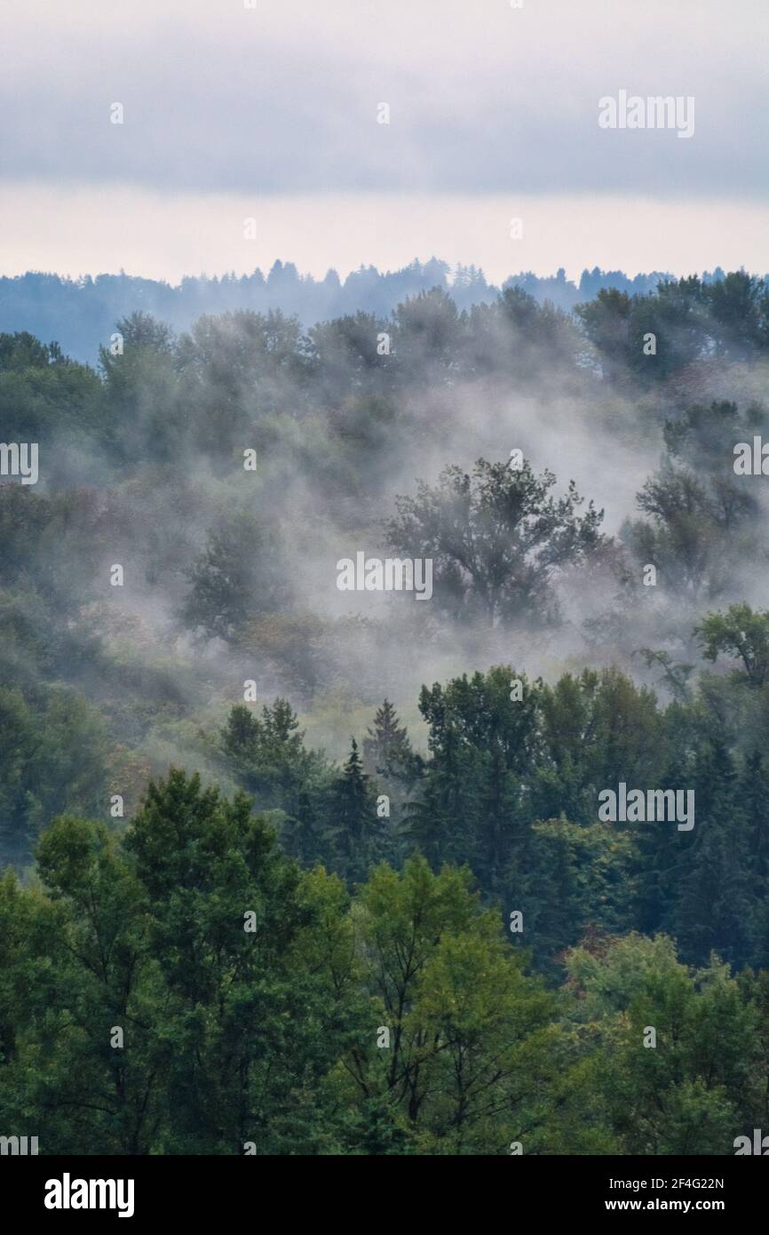 Vaporazing nebbia su alberi in crescita su sfondo cielo sovrastato Foto Stock