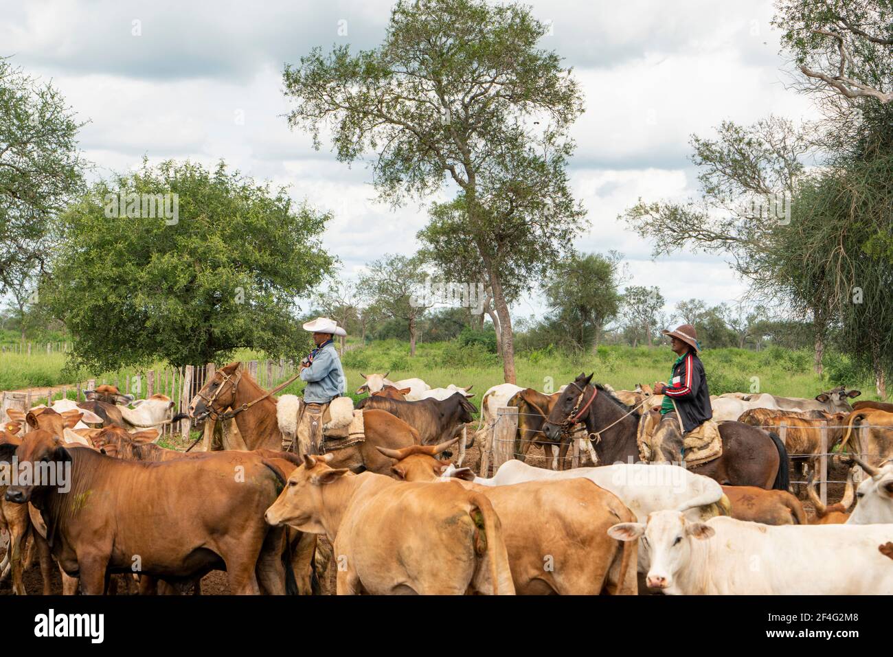 Gauchos che raccoglie bovini brahman in Paraguay Foto Stock