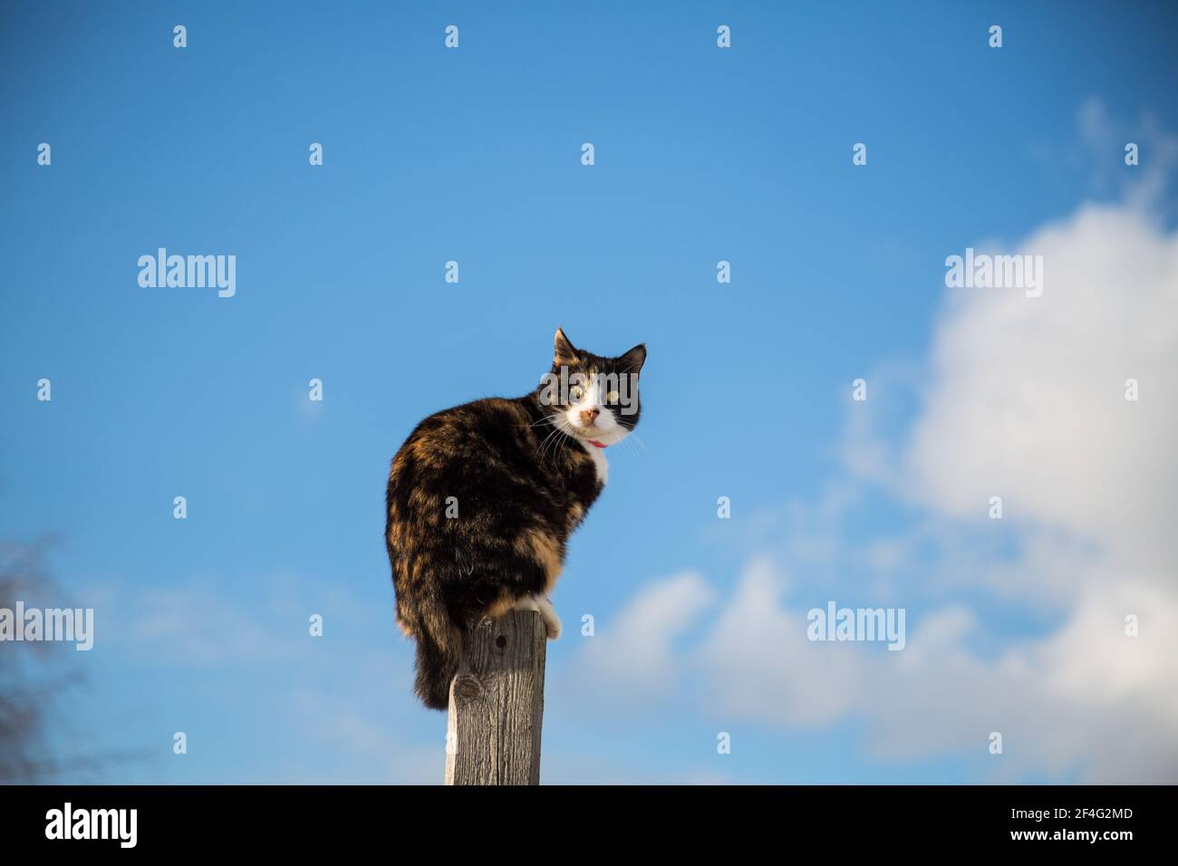 Tortoiseshell gatto fattoria seduto su un fencepost Foto Stock