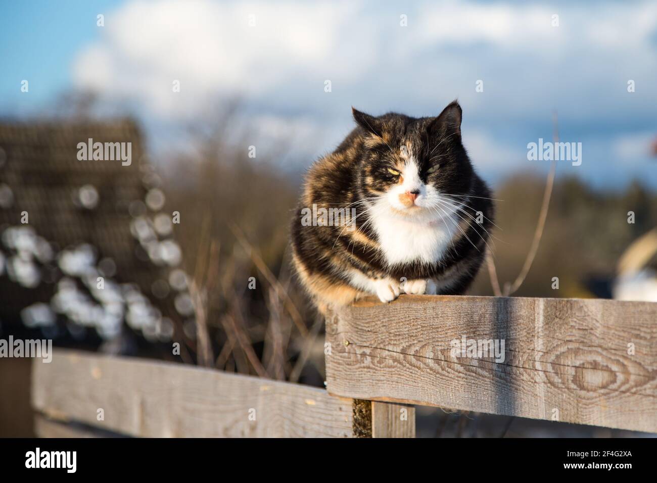 Tortoiseshell gatto fattoria seduto su una recinzione su un soleggiato giorno invernale Foto Stock