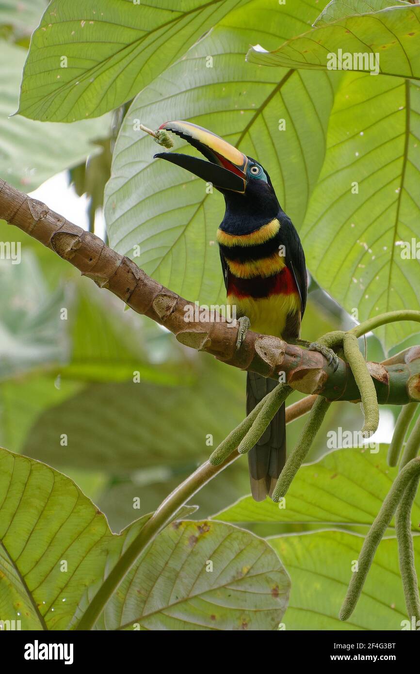 Araçari (Pteroglossus pluricinctus) - Riserva Naturale di Cuyabeno, Ecuador Foto Stock