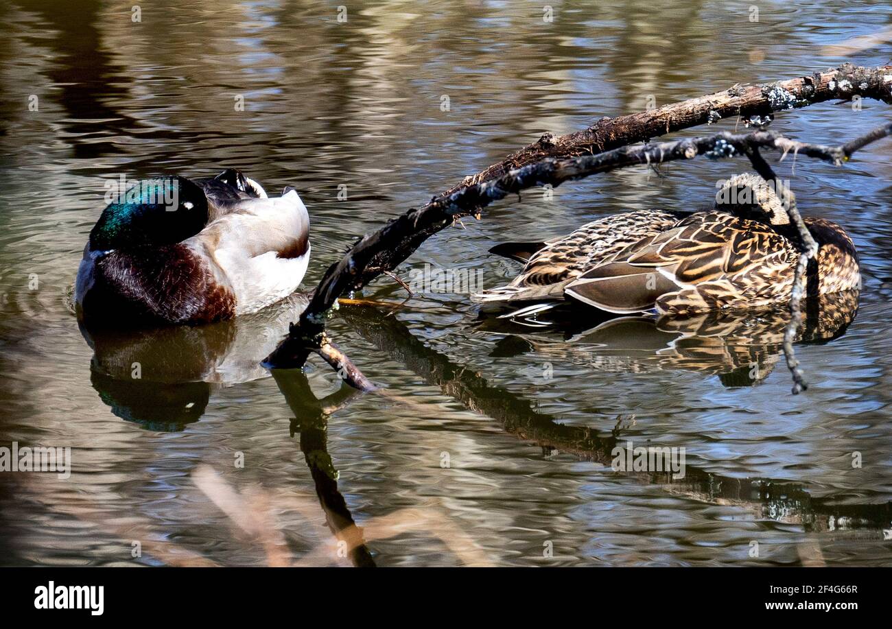 Anatre a riposo in un parco stagno Foto Stock