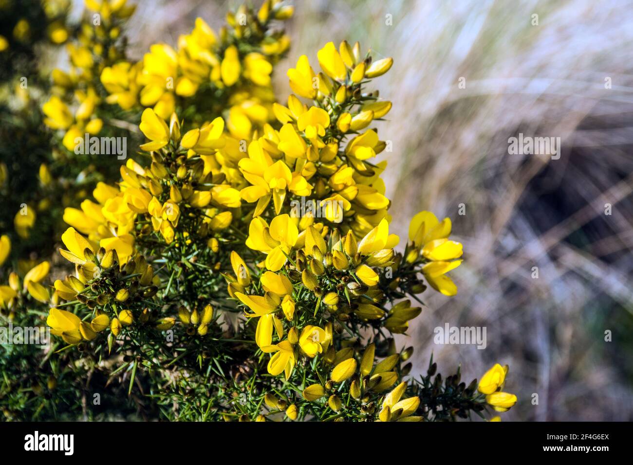 Una gola nella riserva naturale di Ainsdale vicino a Southport, Regno Unito. Foto Stock