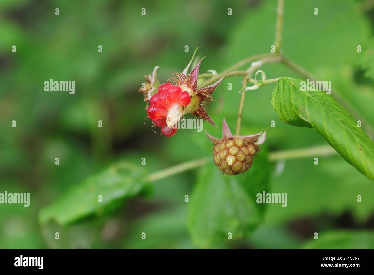 Lampone selvatico particolarmente raccolto. Foto Stock
