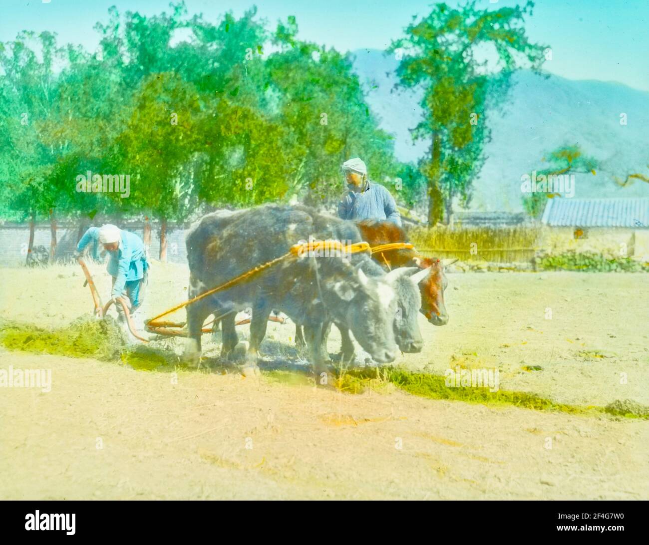 Due operai agricoli che arano un campo, in una giornata di sole, uno guida un paio di buoi mentre l'altro guida l'aratro, Pechino, Cina, 1918. Dalla collezione di fotografie di Sidney D. Gamble. () Foto Stock