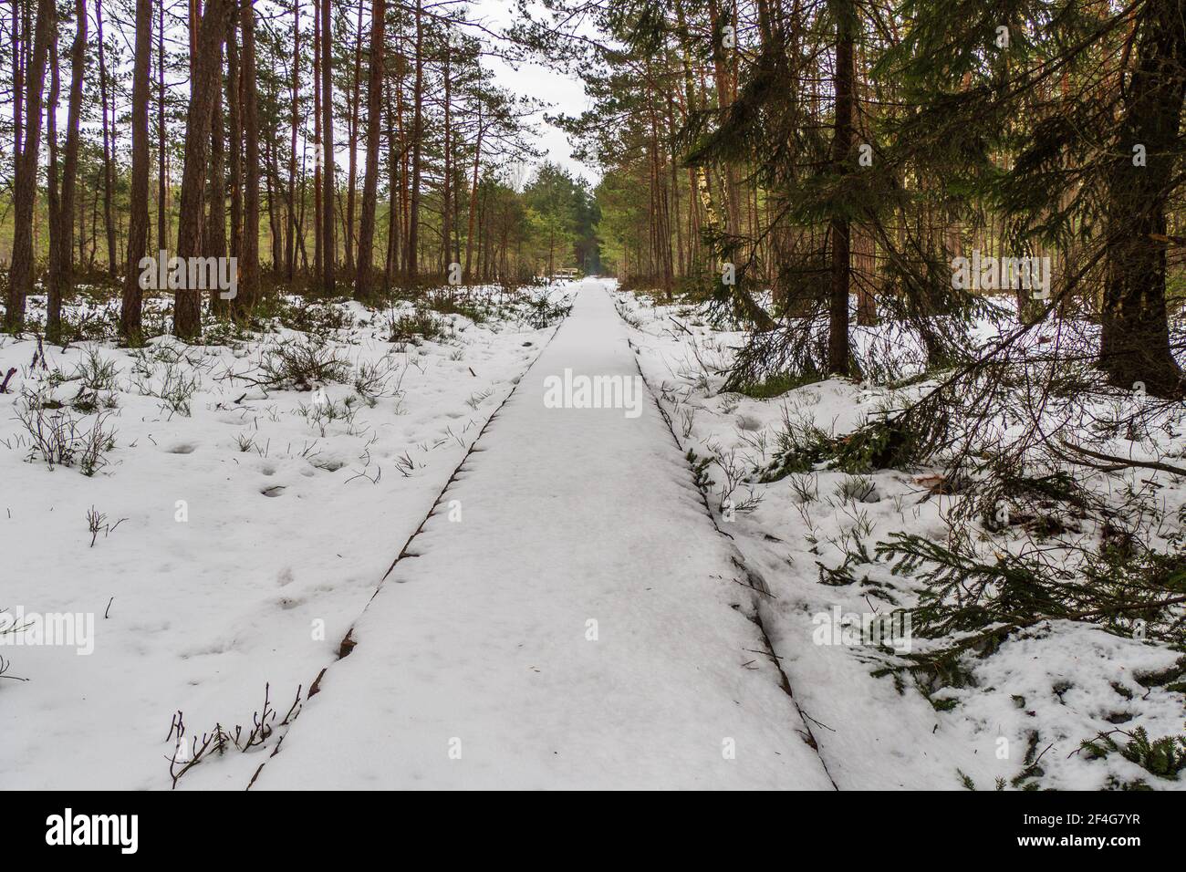 Pavimentazione in legno per passeggiate pedonali coperta di neve e inverno Foresta in un giorno nuvoloso Foto Stock