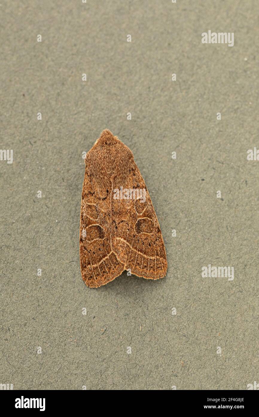 Comune Quaker Moth (Orthosia cerasi) Foto Stock