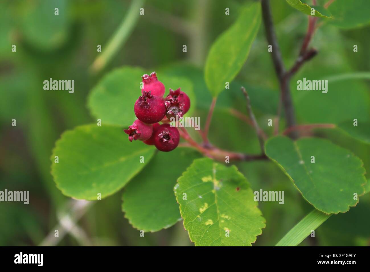 Bacche selvatiche di saskatoon immature che crescono su un arbusto. Foto Stock
