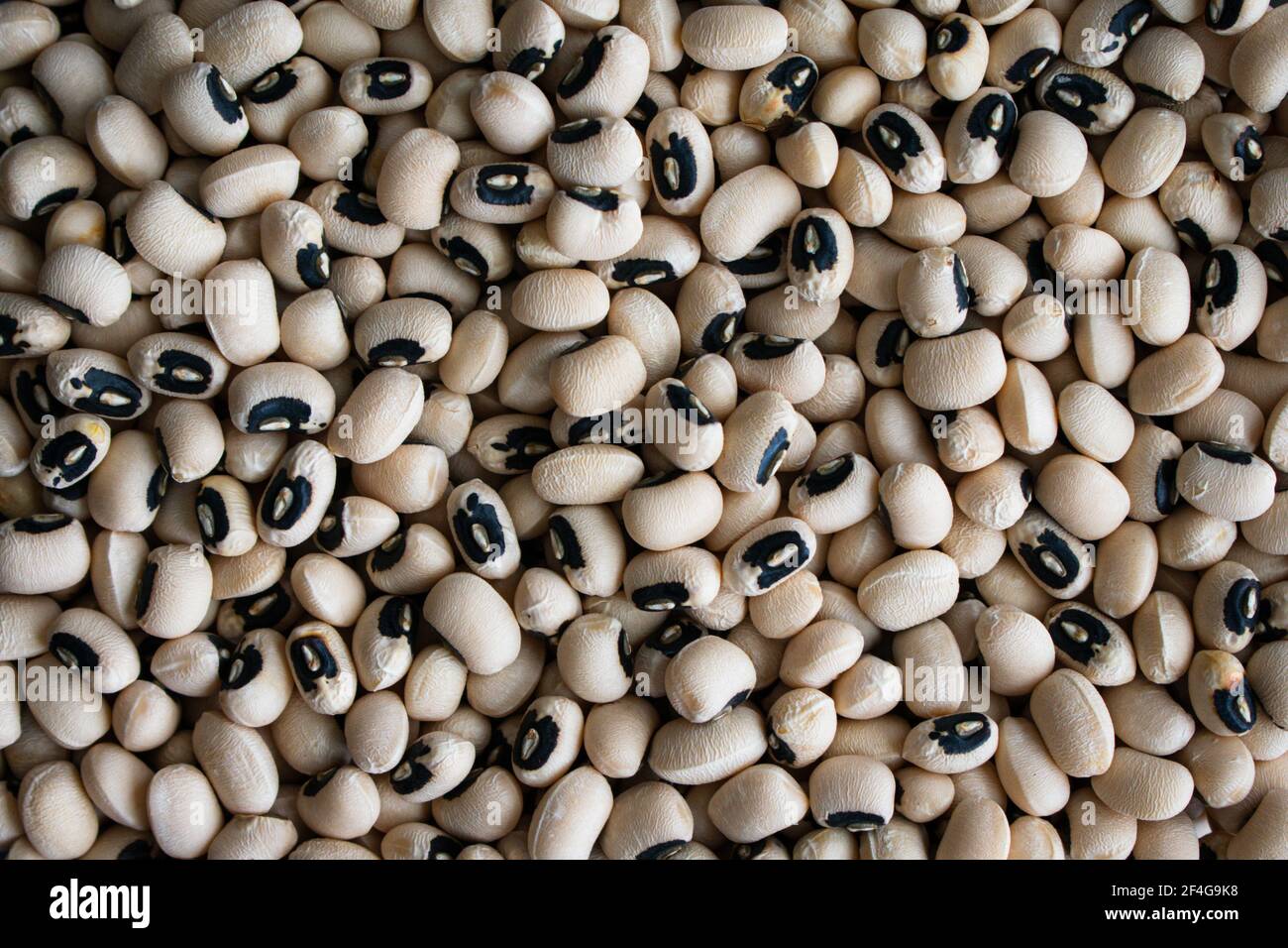 Primo piano Vista dei piselli neri secchi: Primo piano di cowpeas secchi direttamente dall'alto Foto Stock