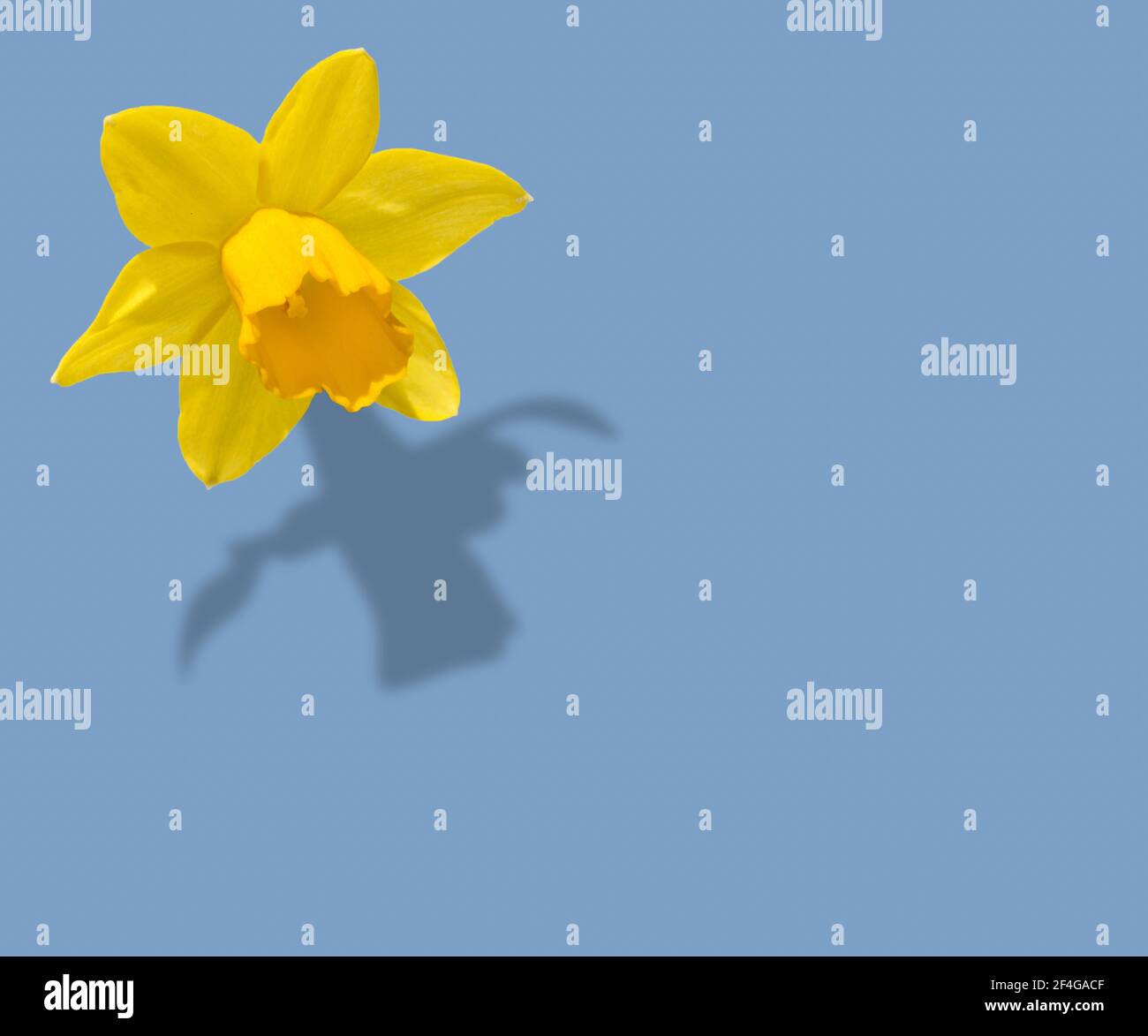narciso giallo fiore con la sua ombra isolato su sfondo azzurro chiaro, copia spazio Foto Stock