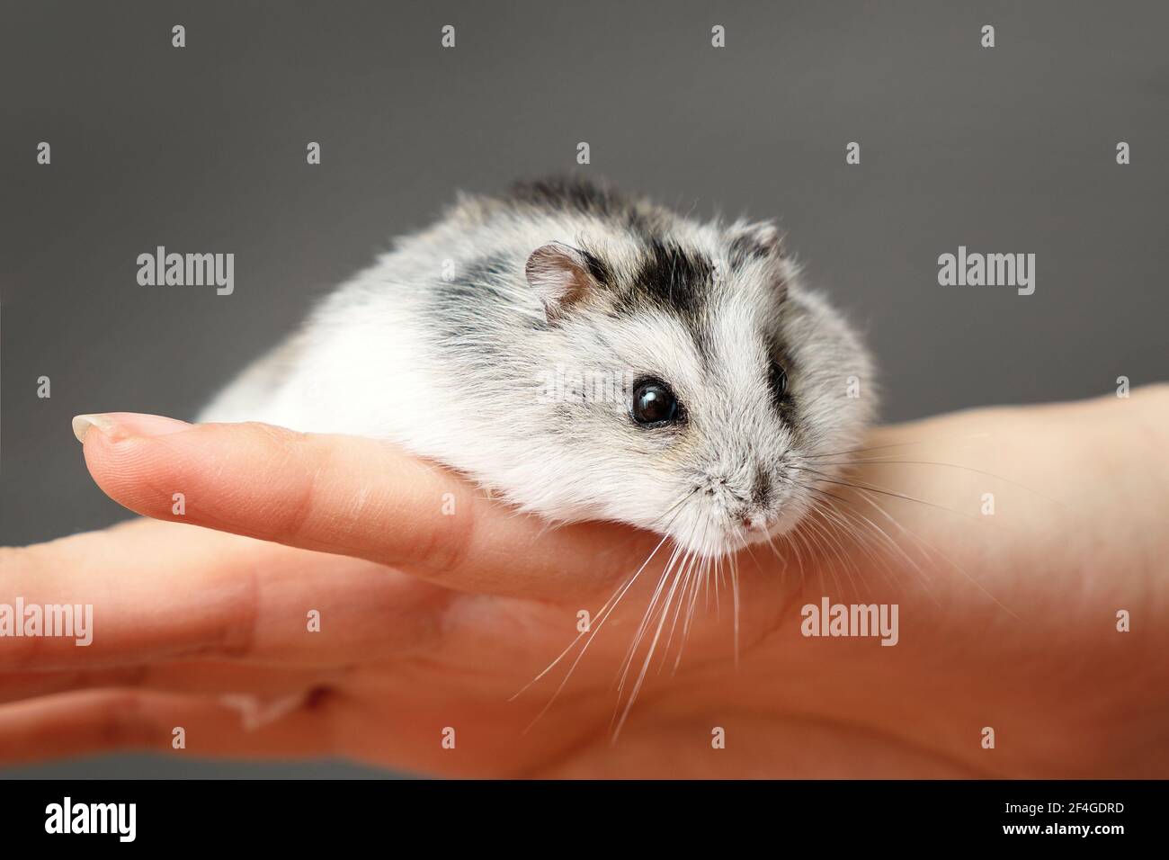 Piccolo criceto nano grigio sulla mano dei womans. Primo piano ritratto Phodopus sungorus. Foto Stock