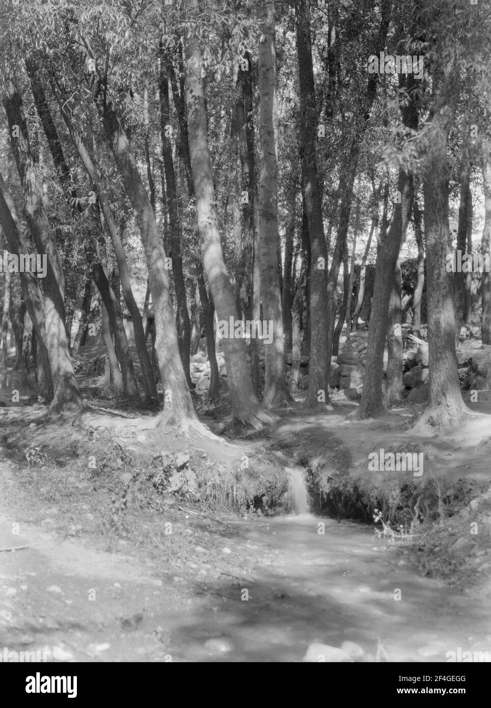 Trees, Cina, Ding Xian (Cina), Dingzhou Shi (Cina), Hebei Sheng (Cina), 1931. Dalla collezione di fotografie Sidney D. Gamble. () Foto Stock