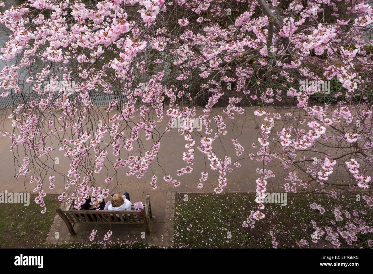 Londra, Regno Unito. 21 marzo 2021. Regno Unito Meteo – la gente ammira la fioritura del St James's Park il primo fine settimana di primavera, dopo l'equinozio vernale. D'ora in poi, l'emisfero settentrionale sperimenterà giornate più lunghe e temperature più calde. Credit: Stephen Chung / Alamy Live News Foto Stock