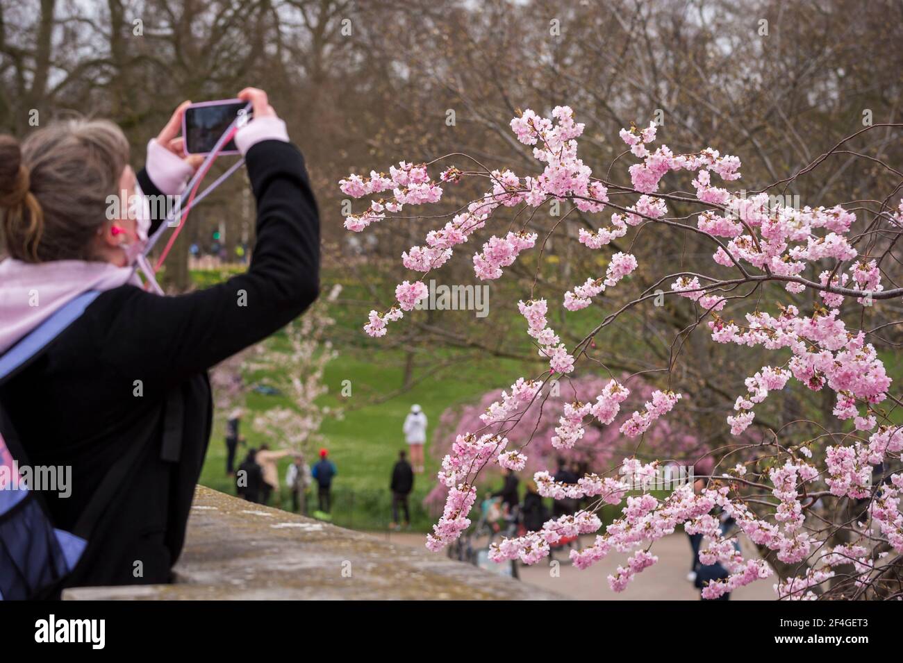 Londra, Regno Unito. 21 marzo 2021. Regno Unito Meteo – UNA donna ammira la fioritura del St James’s Park il primo fine settimana di primavera dopo l’equinozio vernale. D'ora in poi, l'emisfero settentrionale sperimenterà giornate più lunghe e temperature più calde. Credit: Stephen Chung / Alamy Live News Foto Stock