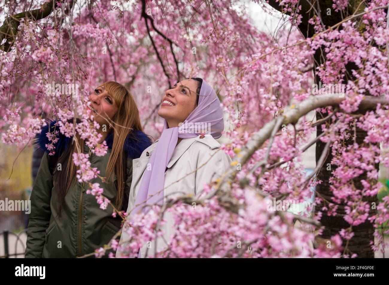 Londra, Regno Unito. 21 marzo 2021. UK Weather – le donne ammirano la fioritura del St James’s Park il primo fine settimana di primavera, dopo l’equinozio vernale. D'ora in poi, l'emisfero settentrionale sperimenterà giornate più lunghe e temperature più calde. Credit: Stephen Chung / Alamy Live News Foto Stock