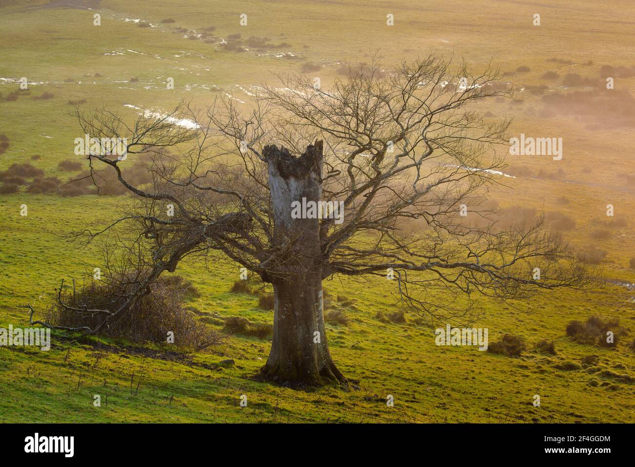 Grande albero scattato da venti di forza di Gale Foto Stock