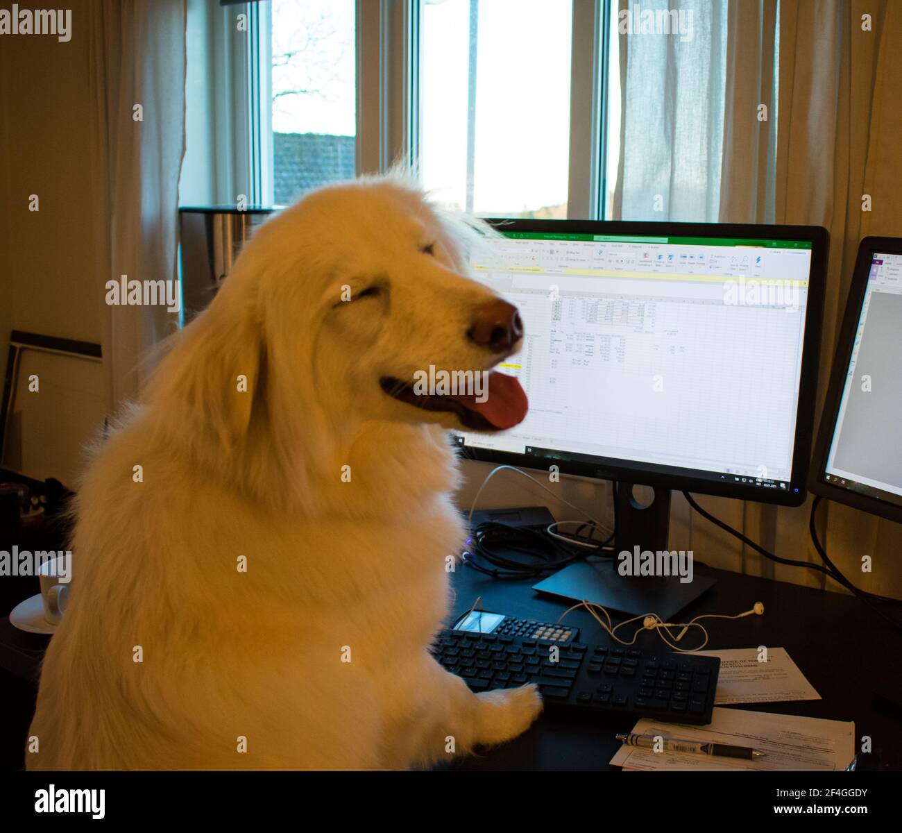 Cane che lavora su un computer - lavoro da casa Conecpt Divertente Foto Stock