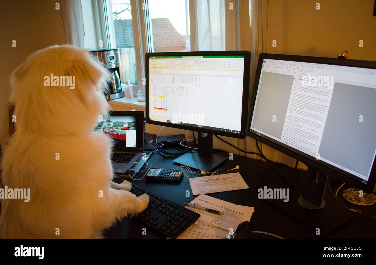 Cane che lavora su un computer - lavoro da casa Conecpt Divertente Foto Stock