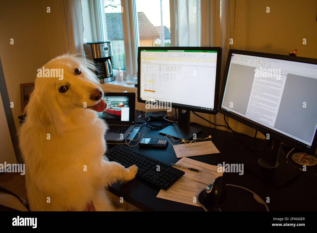 Cane che lavora su un computer - lavoro da casa Conecpt Divertente Foto Stock