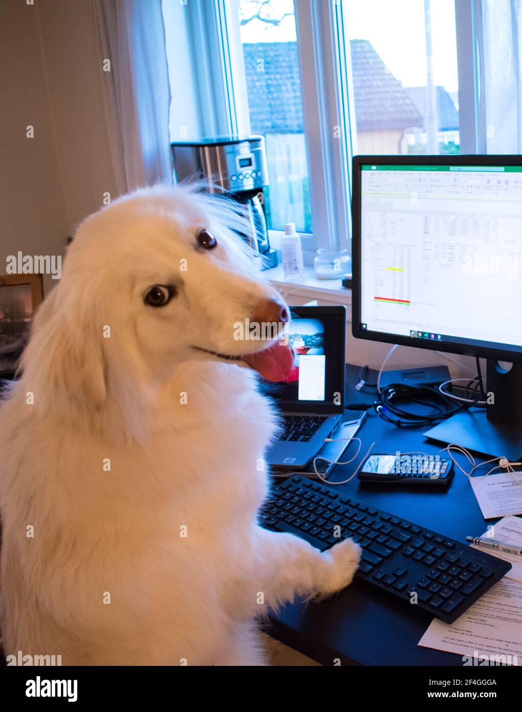 Cane che lavora su un computer - lavoro da casa Conecpt Divertente Foto Stock