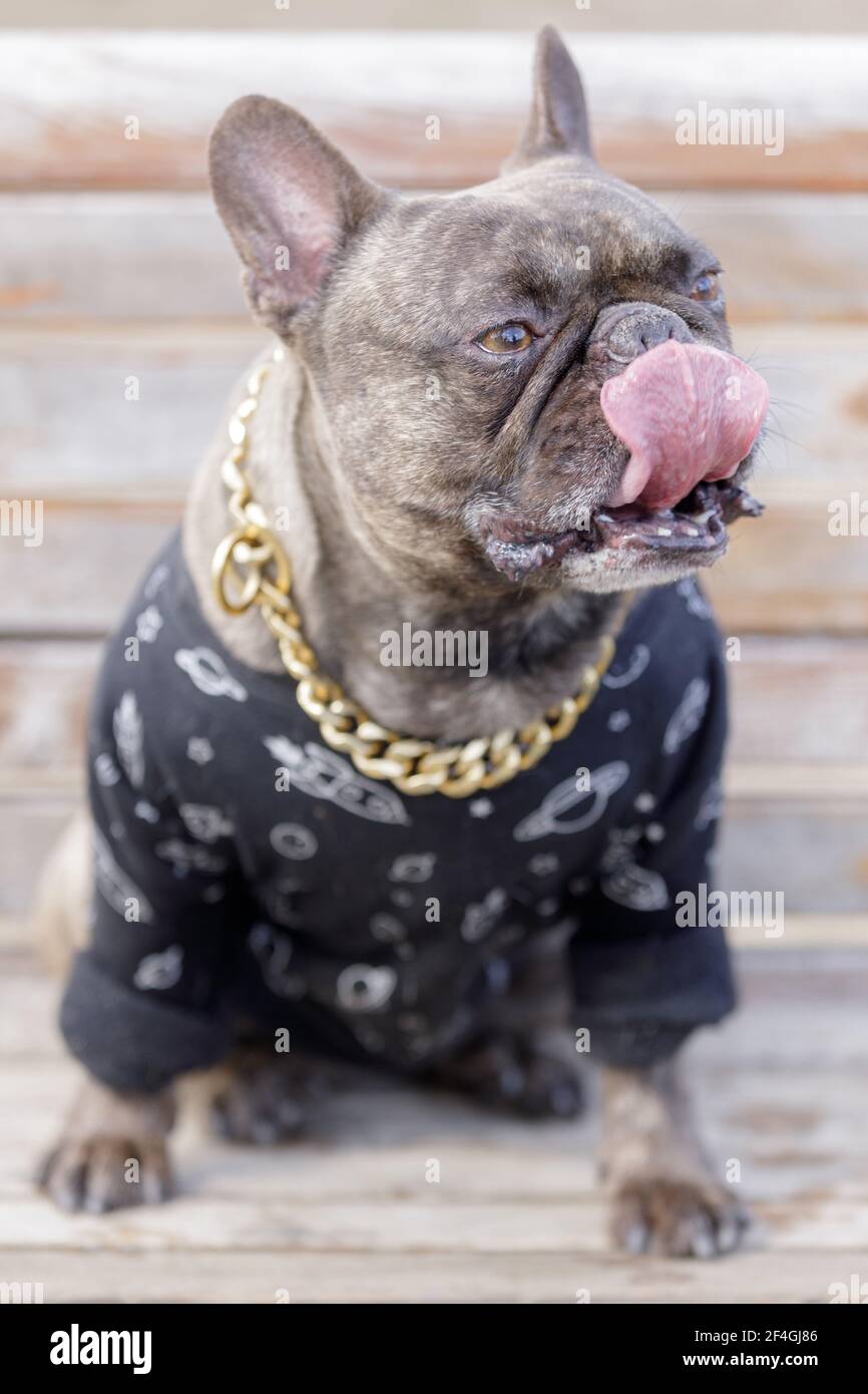 7-years-Old Brindle maschio Bulldog francese seduto sul banco e naso leccante. Parco per cani fuori dal guinzaglio nel nord della California. Foto Stock