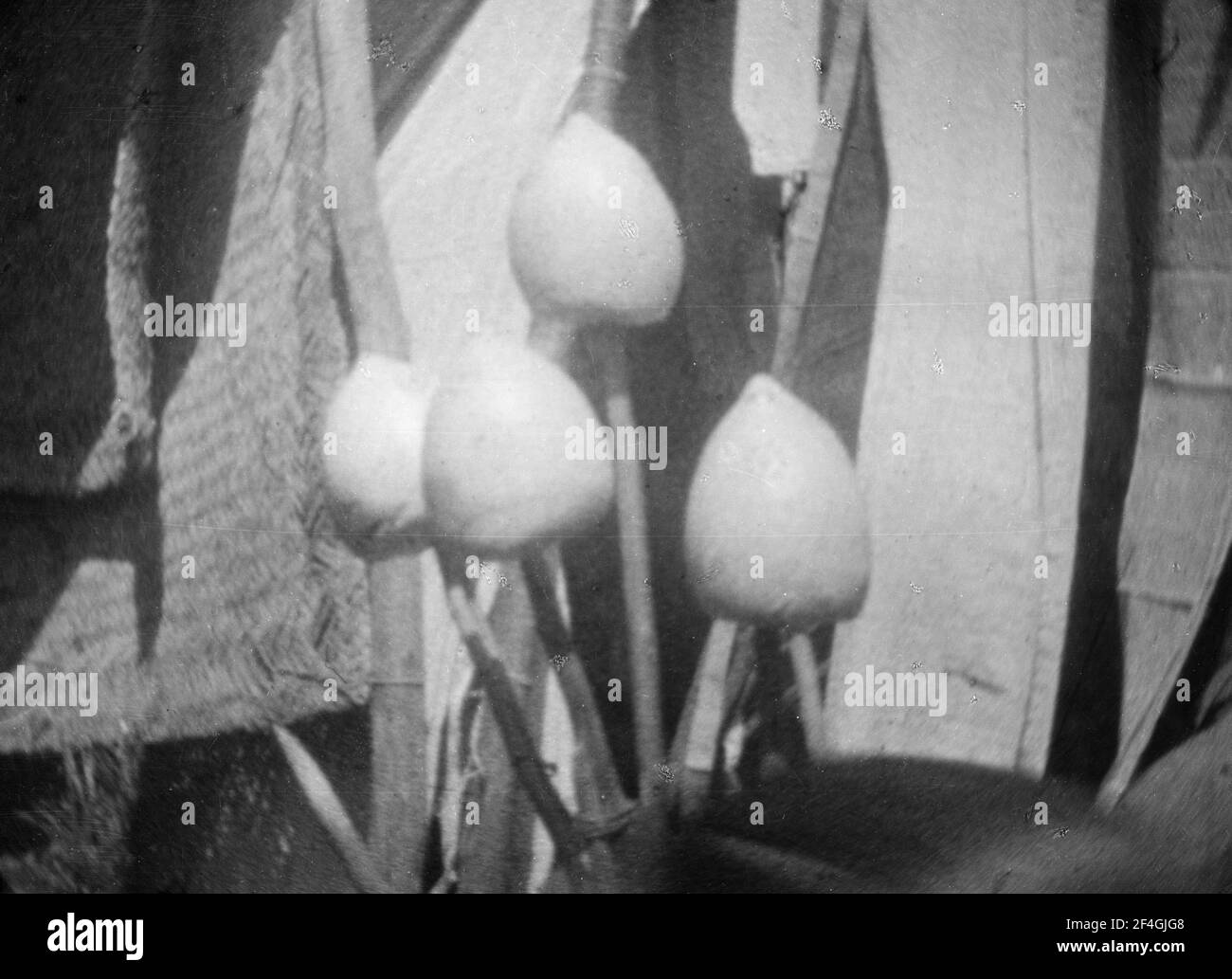 Semi di papavero, Cina, Ding Xian (Cina), Dingzhou Shi (Cina), Hebei Sheng (Cina),??, 1931. Dalla collezione di fotografie di Sidney D. Gamble. () Foto Stock