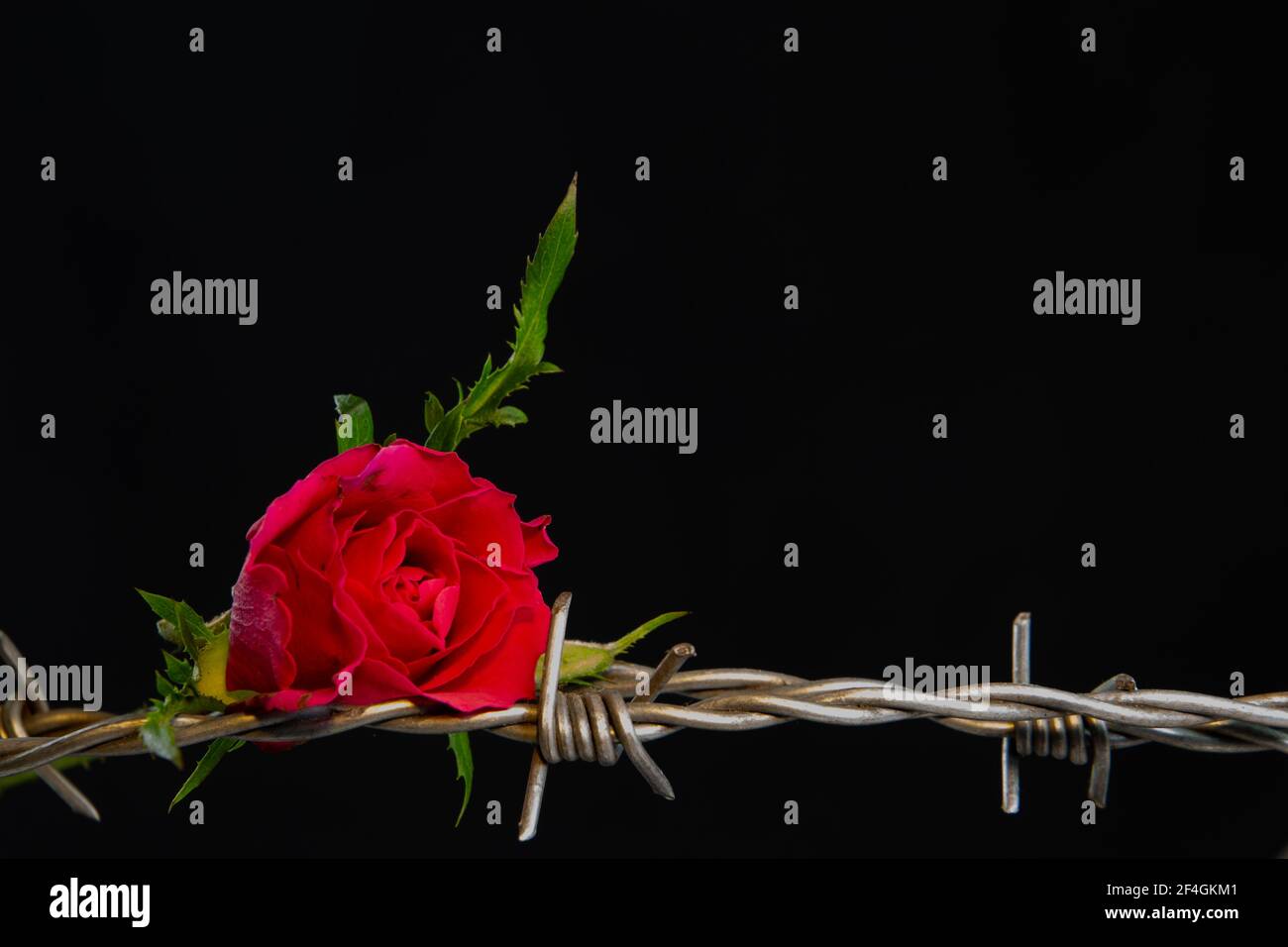 Rosa rossa che si posa su filo spinato isolato su sfondo nero, concetto di amore e dolore Foto Stock