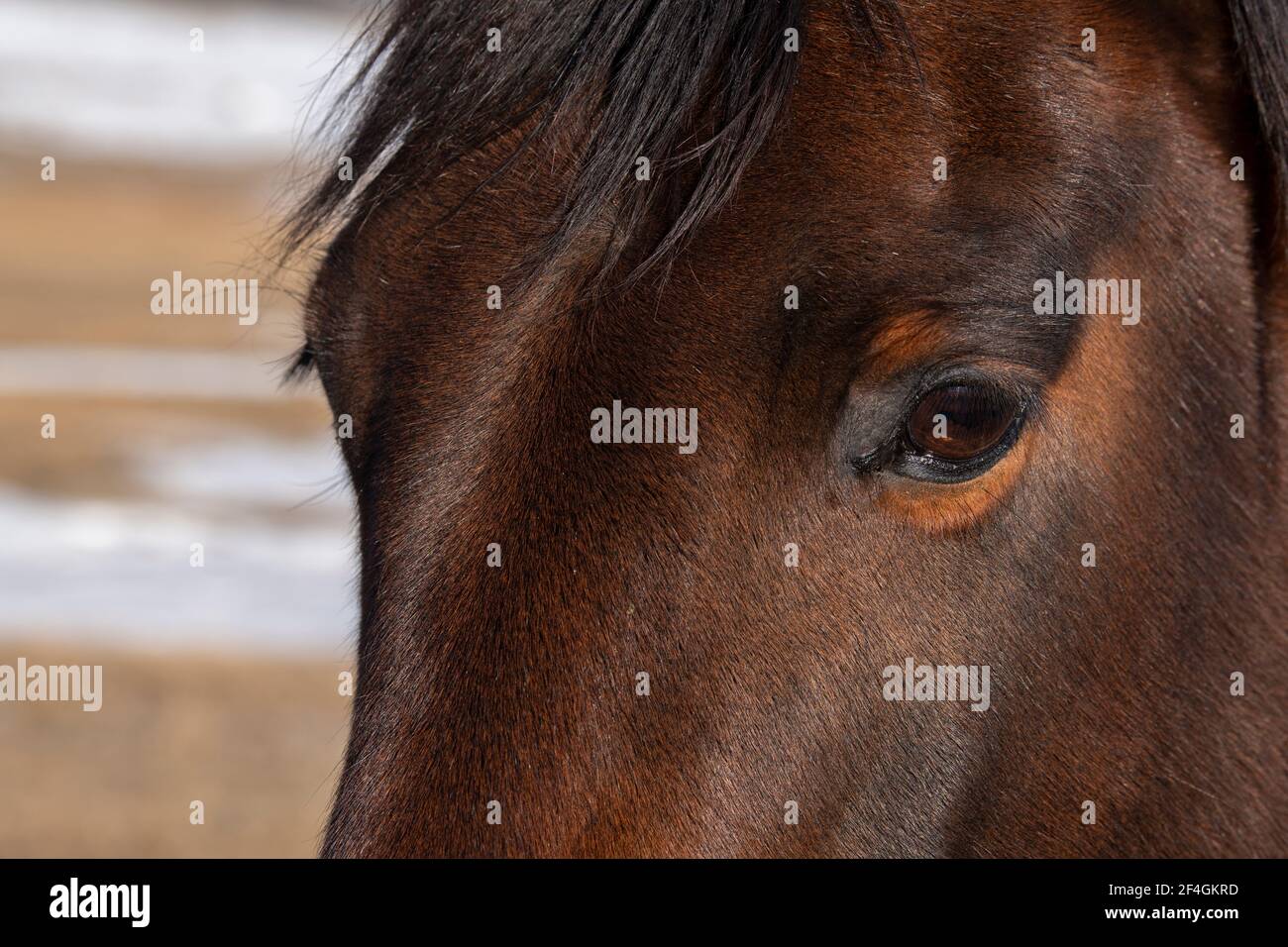 USA, Colorado, Westcliffe, Music Meadows Ranch. Dettaglio della testa di cavallo della baia. Proprietà rilasciata. Foto Stock