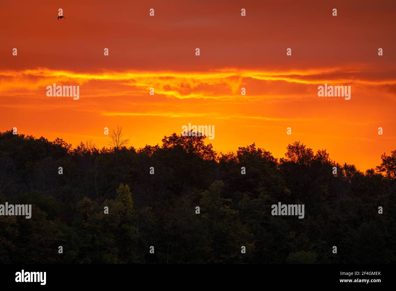 Cielo arancione luminoso dietro la linea dell'albero all'alba Foto Stock