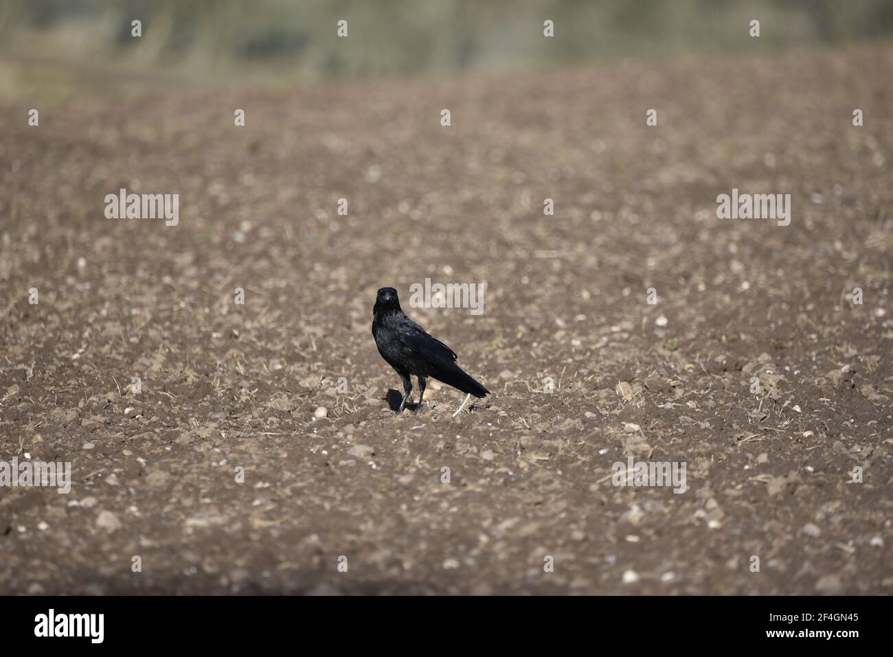 Carrion Crow (Corvus corone) su terreni coltivati in primavera in Inghilterra, rivolto verso Camera Foto Stock