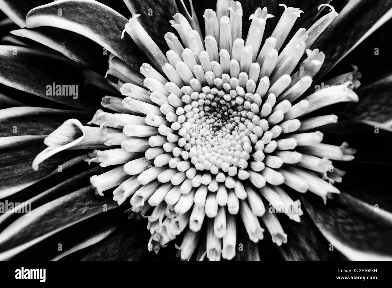 Giardini botanici. Foglie tropicali verdi naturali, fiori, texture verde astratta, sfondo della natura Foto Stock