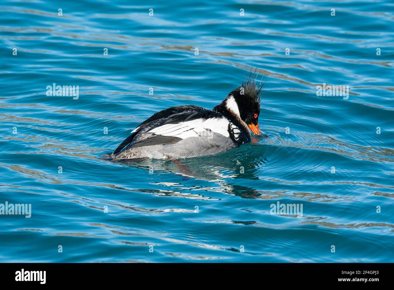 Un merganser rosso che si nuota lungo il muro di rottura del canale di spedizione di Sturgeon Bay, situato a Sturgeon Bay, Wisconsin. Foto Stock