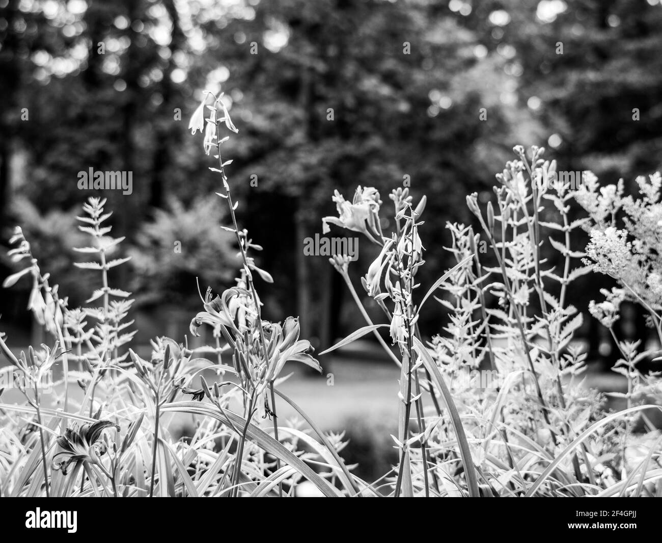Giardini botanici. Foglie tropicali verdi naturali, fiori, texture verde astratta, sfondo della natura Foto Stock
