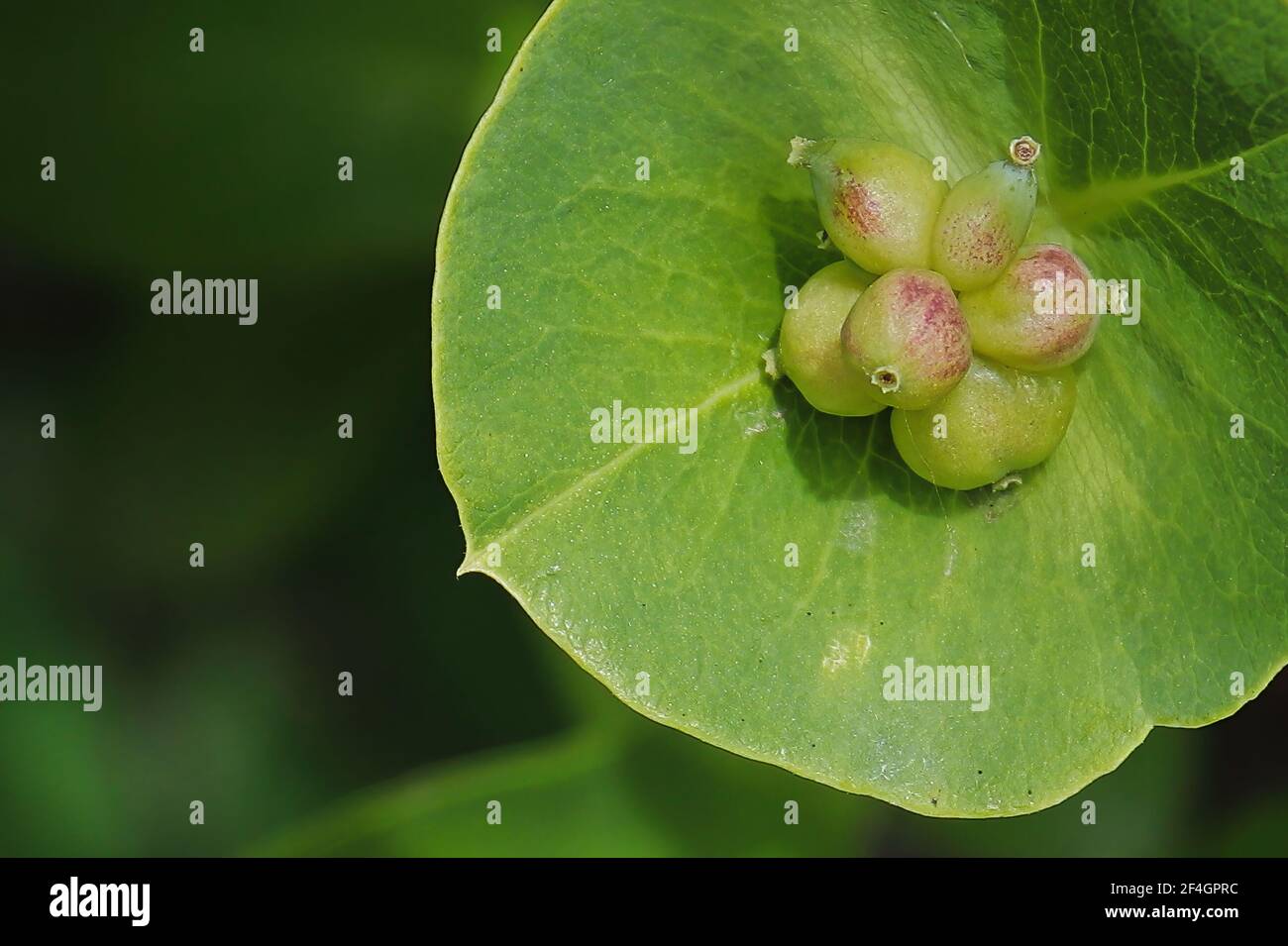 Macro di Twining Honeysuckle acini immature in estate. Foto Stock