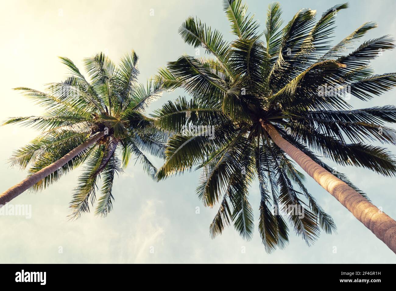 Bella spiaggia tropicale sfondo. Palme da cocco e nuvole su cielo blu in tonalità vintage. Concetto di vacanza estiva con palme da cocco. Foto Stock