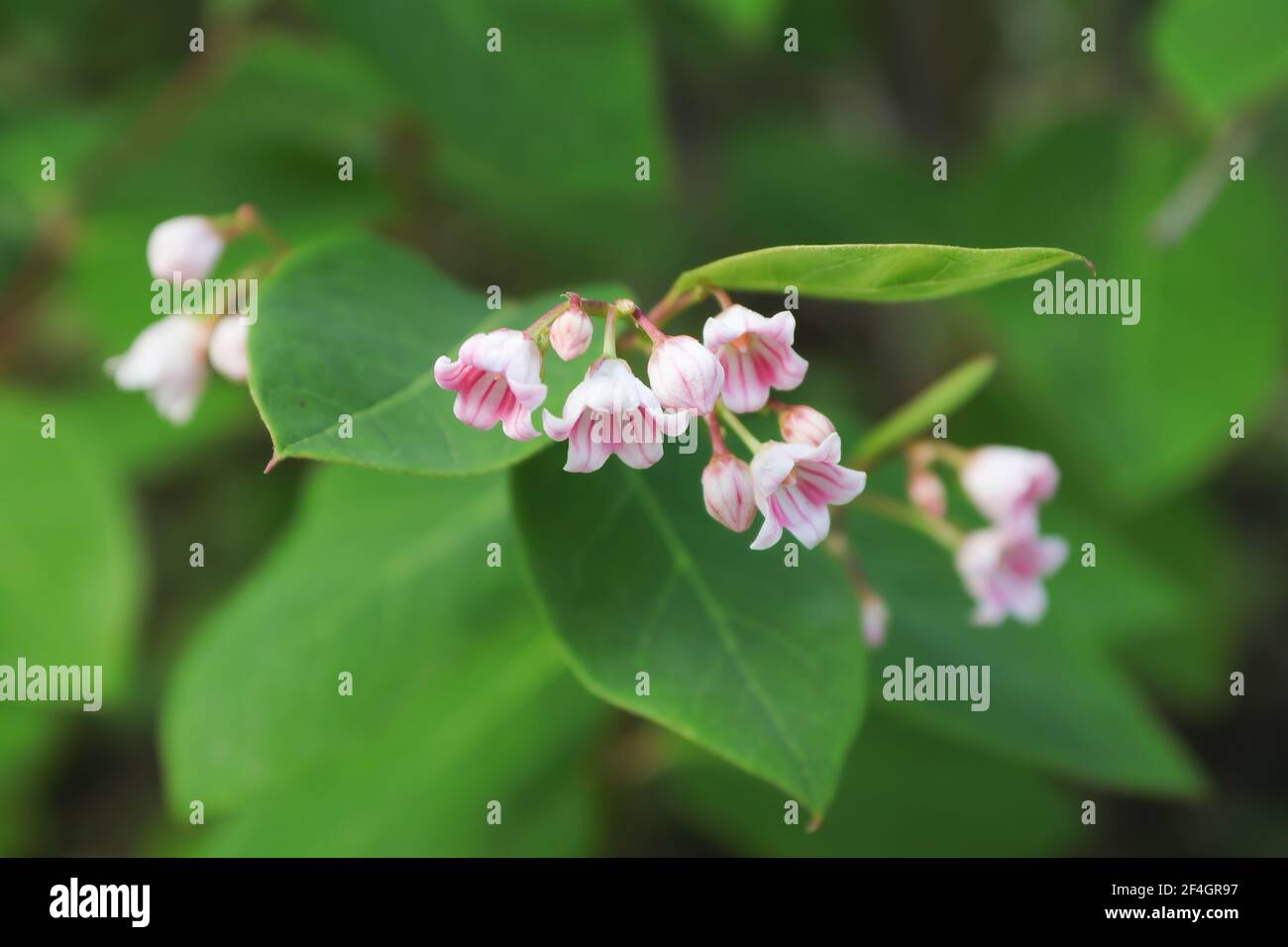 Macro di delicati fiori rosa su diffusione Dogbane. Foto Stock