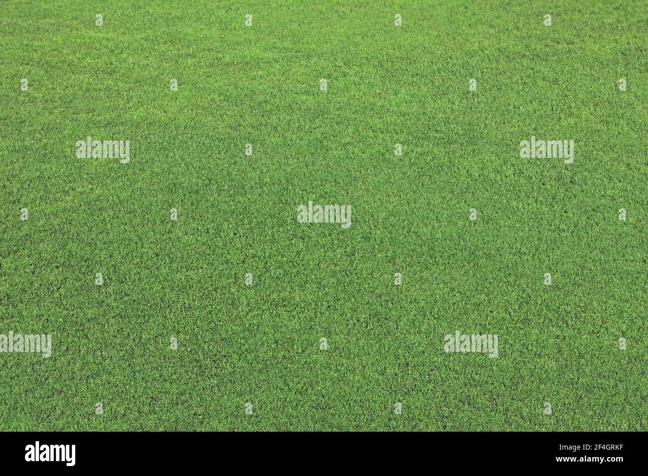 Sfondo verde erba, full frame fresco prato modello in estate Foto Stock