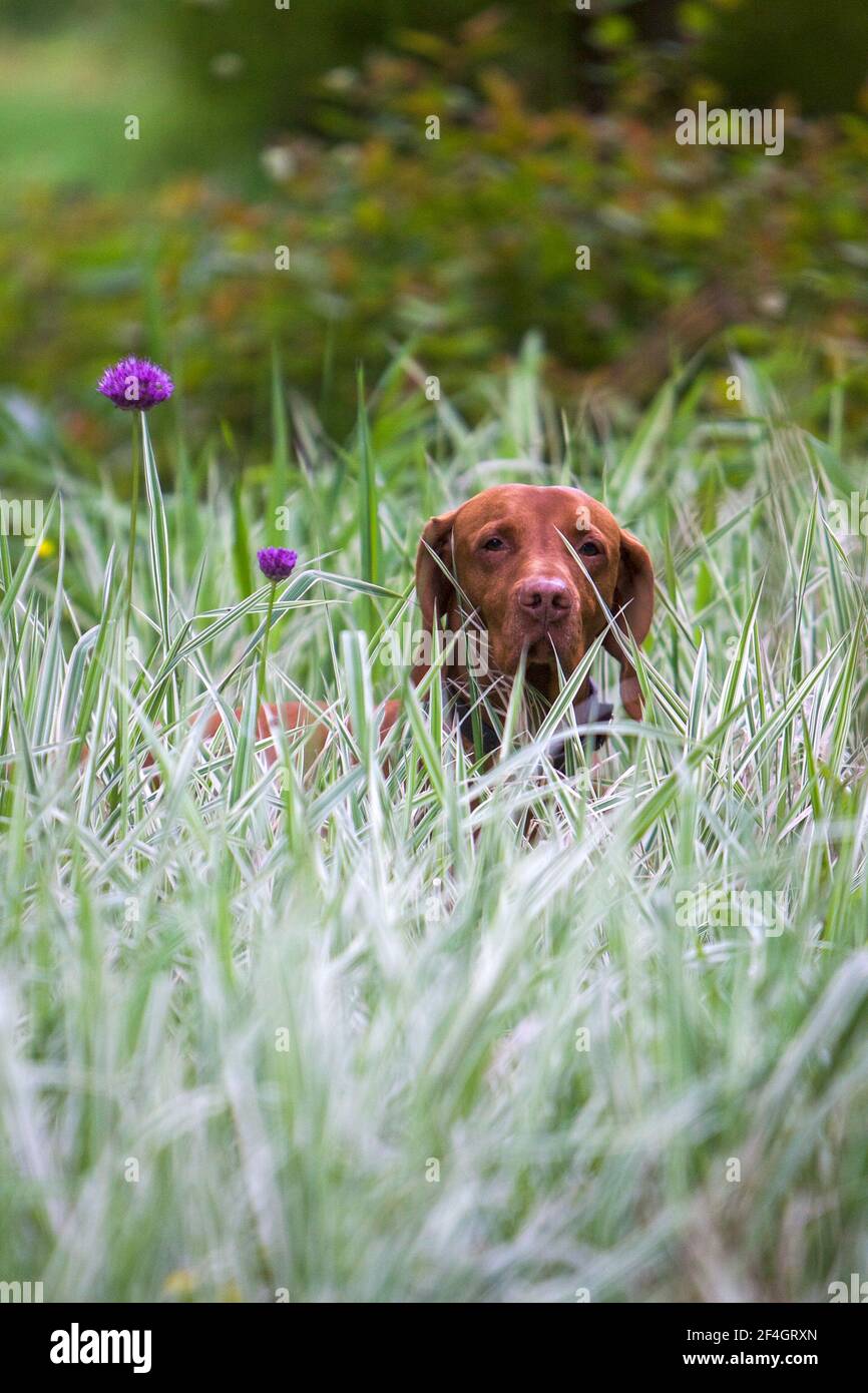 Ungherese Viszla in fogliame in giardino residenziale, Inghilterra Foto Stock