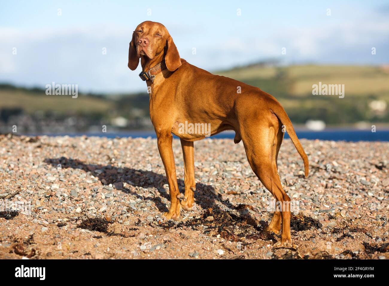 Hungarian Viszla on Fortrose Beach, Chanonry Point, Moray Firth, Scozia Foto Stock