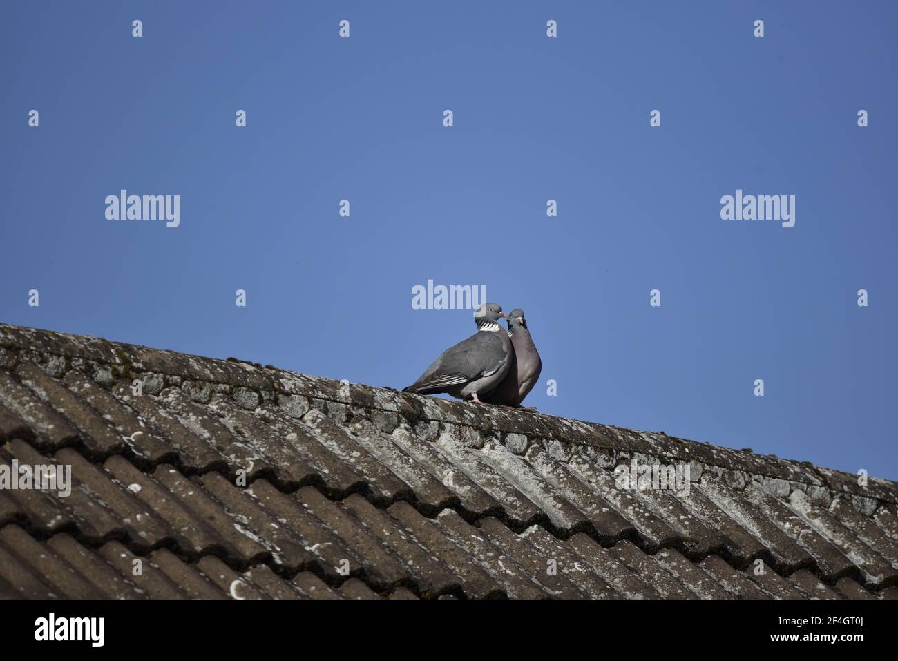 Coppia di Woodpigeons comuni (Columba Palumbus) Seduto su un tetto piastrellato con Blue Sky sfondo dentro Primavera in Inghilterra Foto Stock